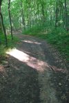 En forêt