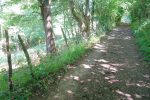 Après la route, retour en forêt