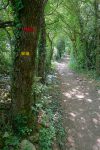 Après Croix Vitaize, ligne droite en forêt