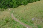 Le chemin s'enfonce vite dans la forêt