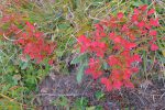 Les couleurs d'automne arrivent