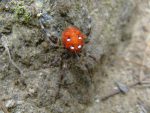 Une araignée qui se prend pour une coccinelle !