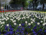 Et voilà les tulipes à Morges