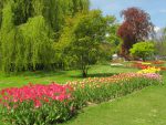 Fête de la tulipe à Morges