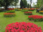 Fête de la tulipe à Morges