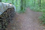 Toujours dans la forêt