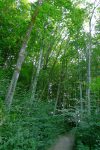 Toujours en forêt