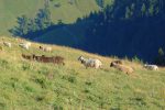 Les moutons aussi
