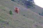 Vache highland, trouillarde