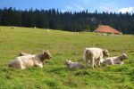 Ferme La Vaux avec des vaches d'une race inconnue