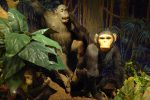 Primates : Chimpanzé et Ourang-Outan