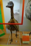 Emeu de Baudin, espèce disparue vers 1830 à cause de la chasse. Expédition de Nicolas de Baudin (1802-1803) en Australie. C'est l'unique peau d'un Emeu de Baudin au monde !