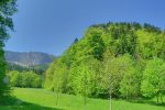 Depuis la Ferme Robert, début du sentier débalisé dans la forêt.