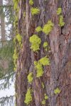 Mousse sur les arbres