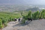 Court passage raide dans les vignes