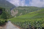 Vignes et passerelle à Farinet