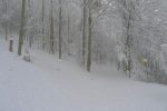 On quitte la route forestière pour monter un peu à gauche