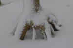 J'ai bien aimé les racines de ces arbres