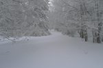 Passage en forêt aisé