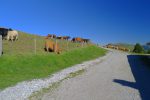Plusieurs race de vaches