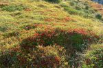 Myrtilliers