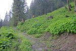 La forêt a été éclaircie, cela nous permet de bien voir le panneau. Une fois j'ai raté celui-ci et j'ai continué tout droit.