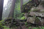 Cet arbre qui a pousse dans le rocher à droite est sympathique