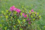 Des rhododendrons qui mettent un peu de couleurs dans cette balade !