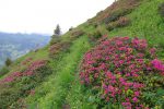 Eh oui ... des rhododendrons en fleur ! Je viens de trouve des traces de sente. Je ne suis donc pas seul dans ce hors piste !