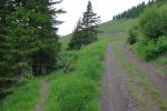 Pour finir par reprendre le chemin en forêt