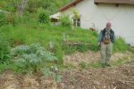 Certaines plantes cataloguées mauvaises herbes sont comestibles