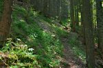 Et on s'enfonce à nouveau dans la forêt