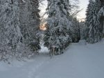 On sort de la forêt, pour arriver dans la clairière entre le Pt1214 et le Pt1199 (L'Archette)