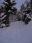 Et on rentre dans la forêt, par le chemin d'été allant au Pt1135