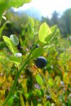 Myrtille, au niveau du gout, l'année n'est pas terrible