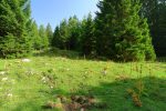 On marche au mieux, entre les traces des vaches