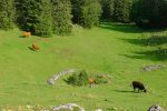 Creux à la Biche et sa vache morte