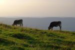 Des vaches grises, vue vers la France