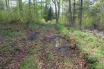 Nous remontons à travers la forêt