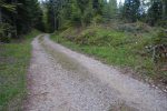 Dernier passage en forêt