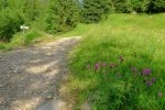 On quitte la route de 4x4 pour partir dans la forêt