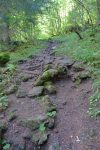 Passage en forêt