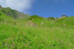 Ce plateau est bien fleuri ... avant que les vaches viennent