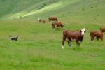 Pas besoin de lui dire de faire la loi, c'est naturel, presque obsessionnel