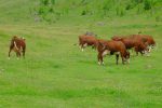 Abondance de vaches ou vaches pour Abondance ?