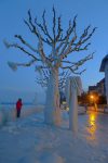 Un des arbres aux premières loges