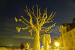 Un arbre de nuit