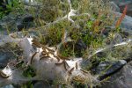 Chenilles processionnaires