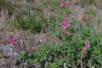 Sainfoin