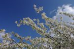 Arbre (abricotier ?) en fleur